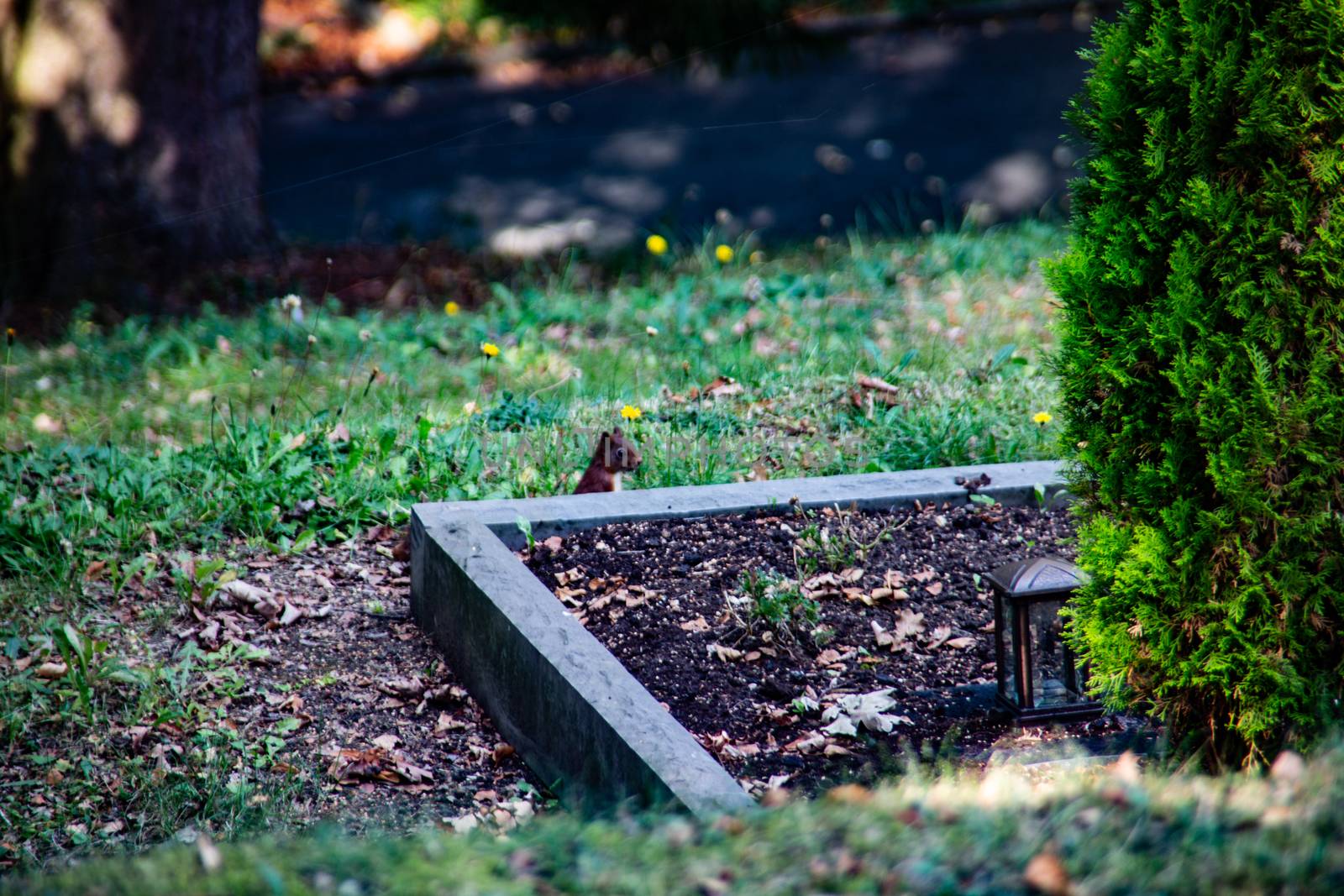 brown squirrel foraging for the winter supply