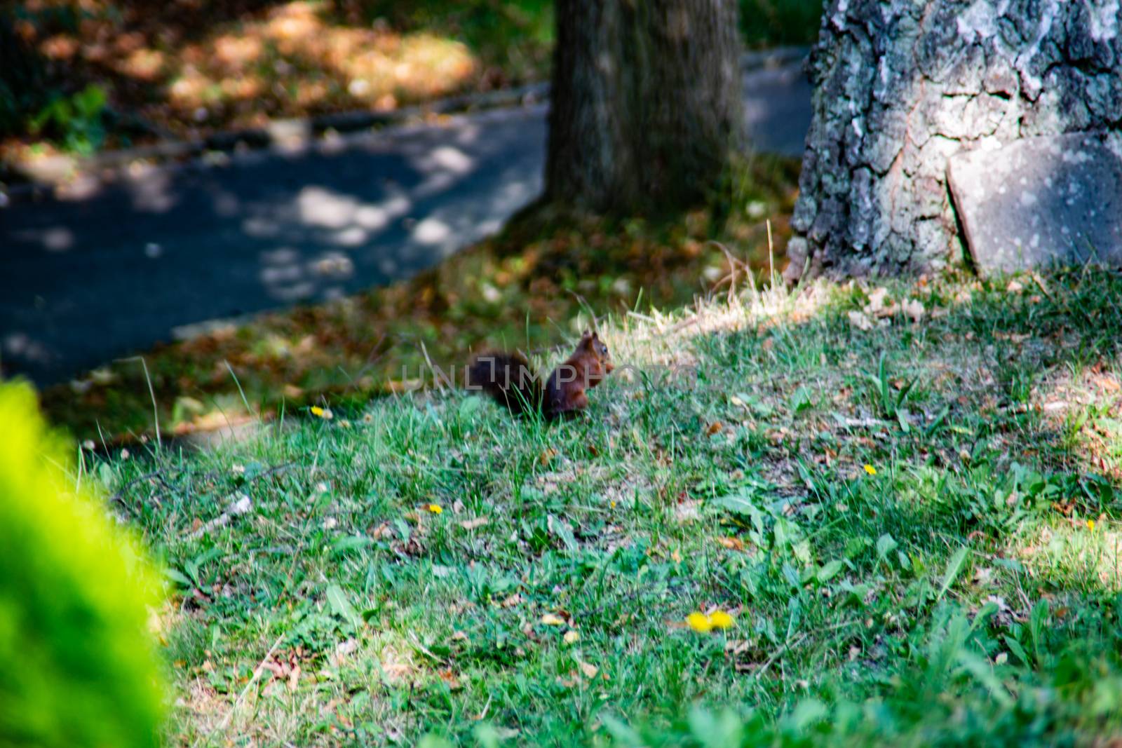 brown squirrel foraging for the winter supply