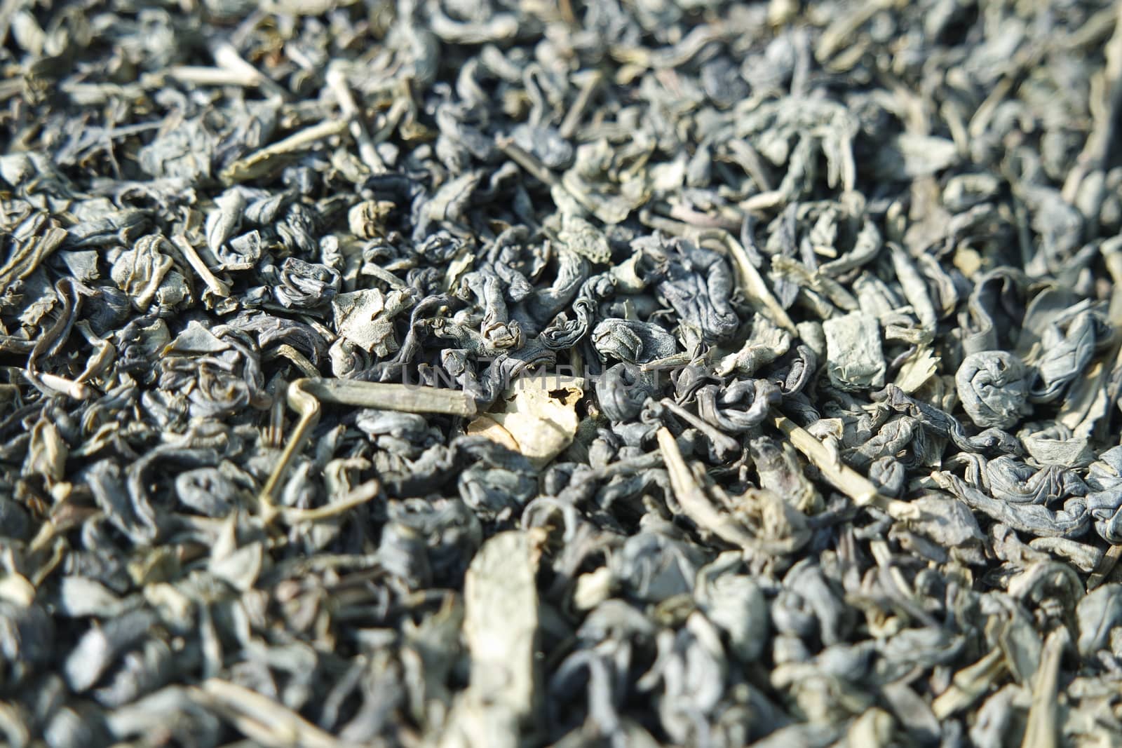 Close-up view of green tea dried leaves. Green tea or stevia rebaudiana leaves are of great medical importance for health.