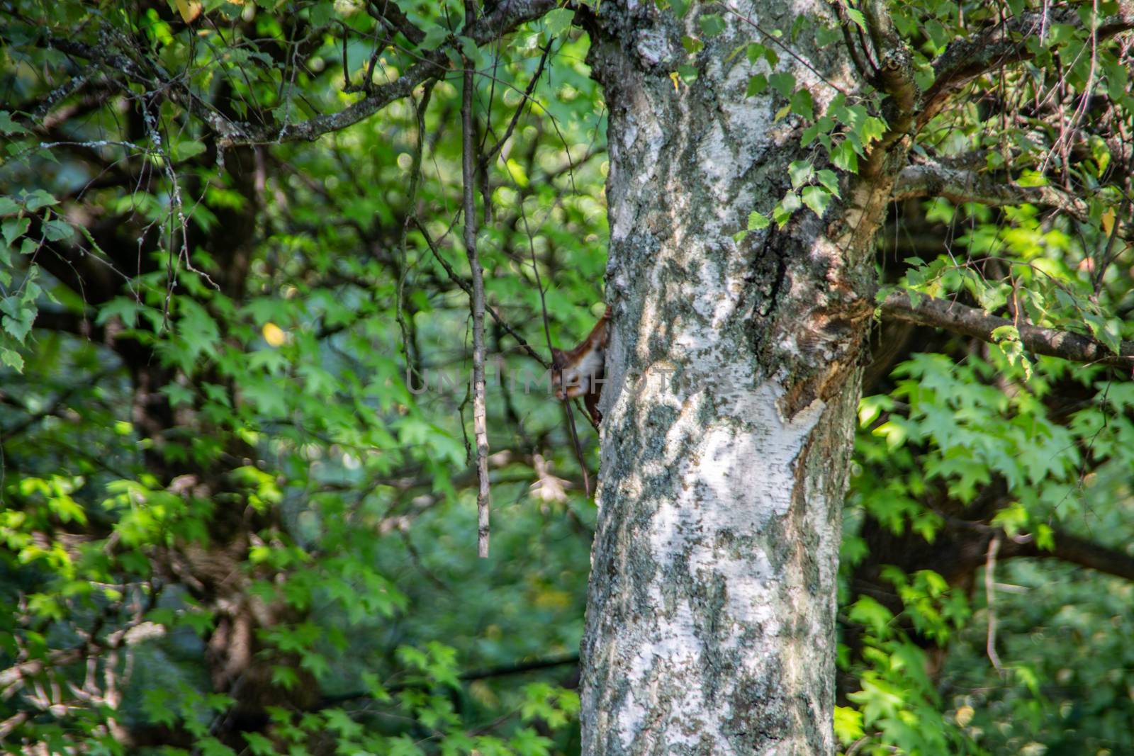 brown squirrel foraging for the winter supply