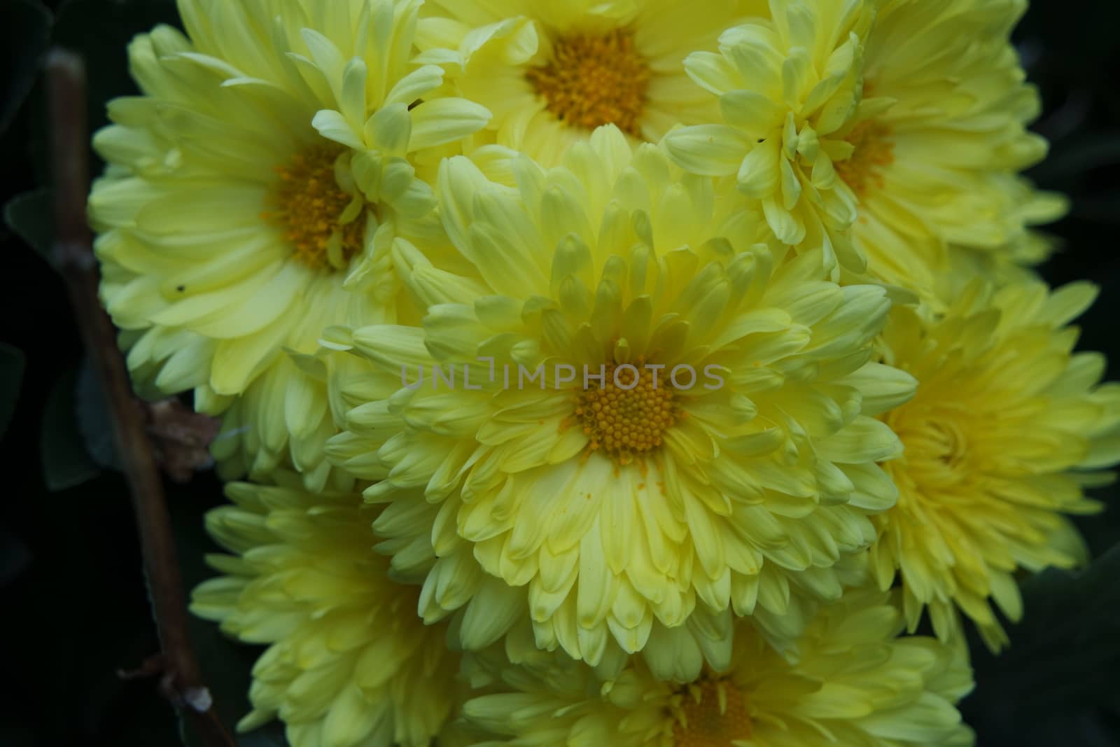 Closeup view of lovely yellow flower against a green leaves blurred background. This flower is found in South Korea.