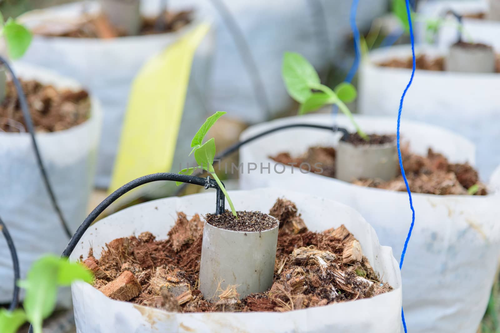 Plant The Sapling in Crop bags