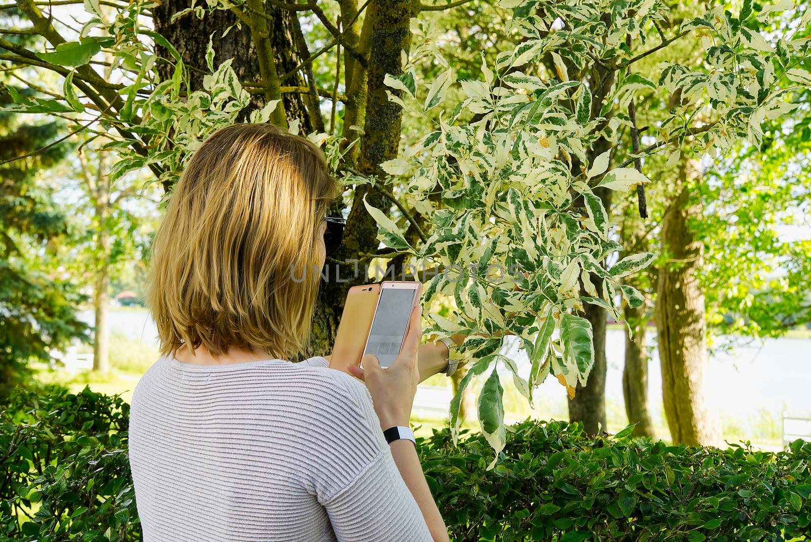 beautiful girl with white hair examines a tree using a smartphone. by PhotoTime