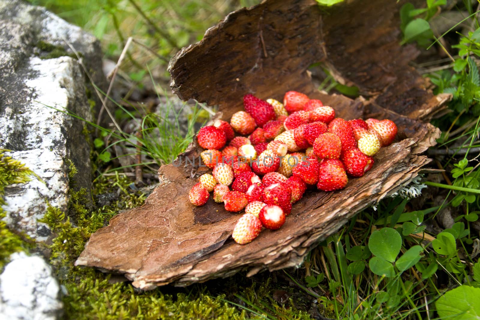 a handfull of wild strawberries placed on a tree crust