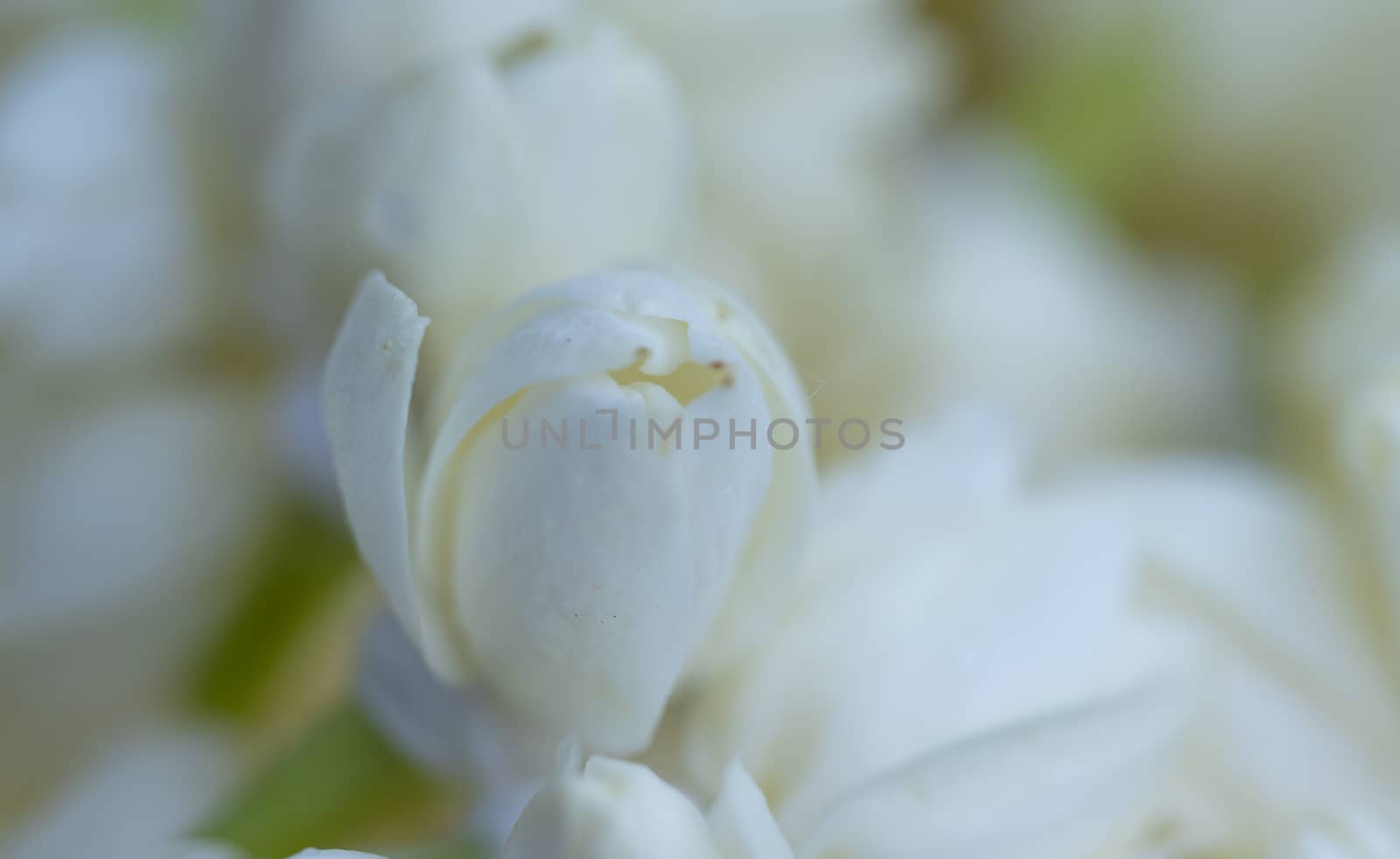 outdoors flower background of white jasmine flower