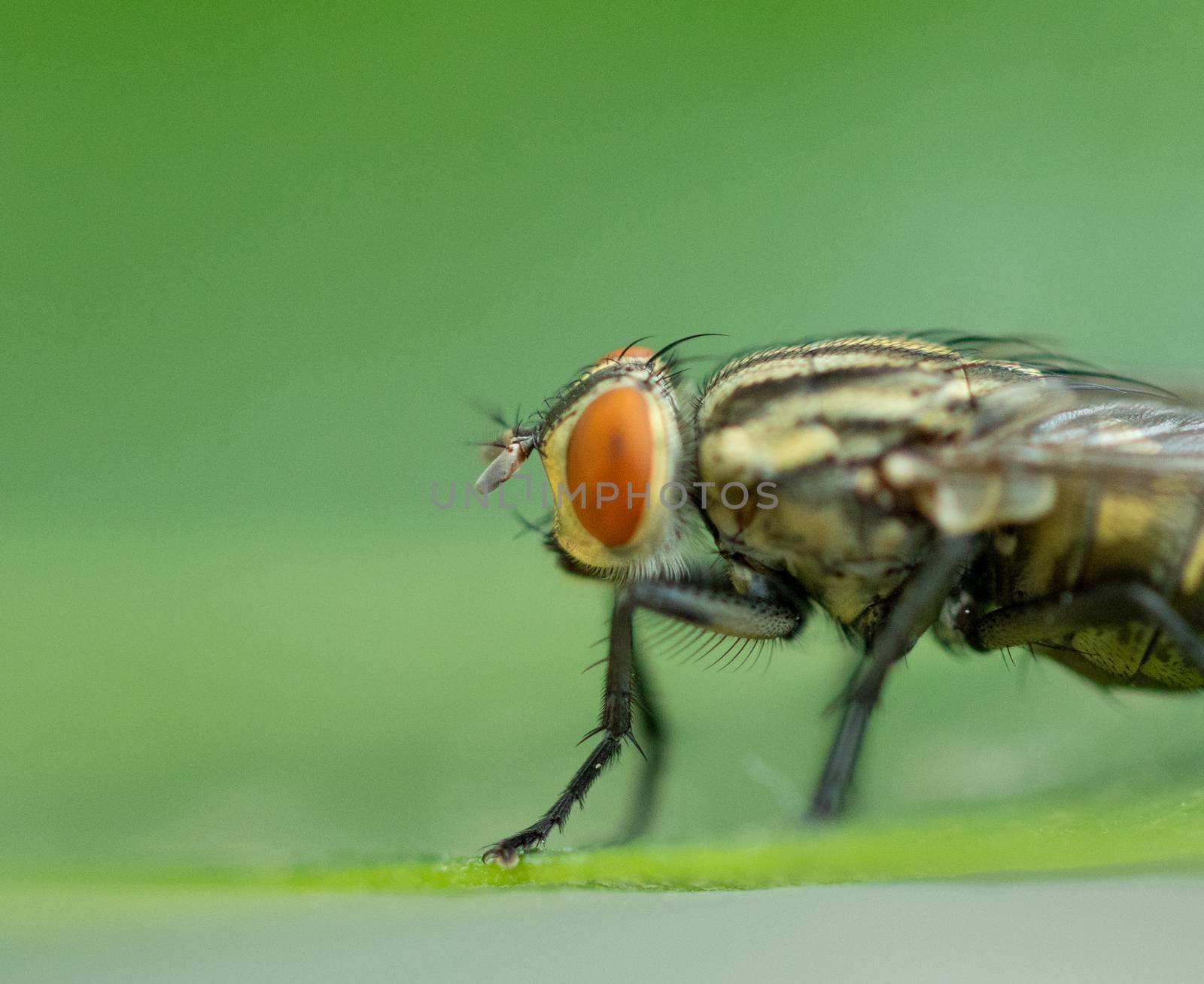 a housefly insect by 9500102400