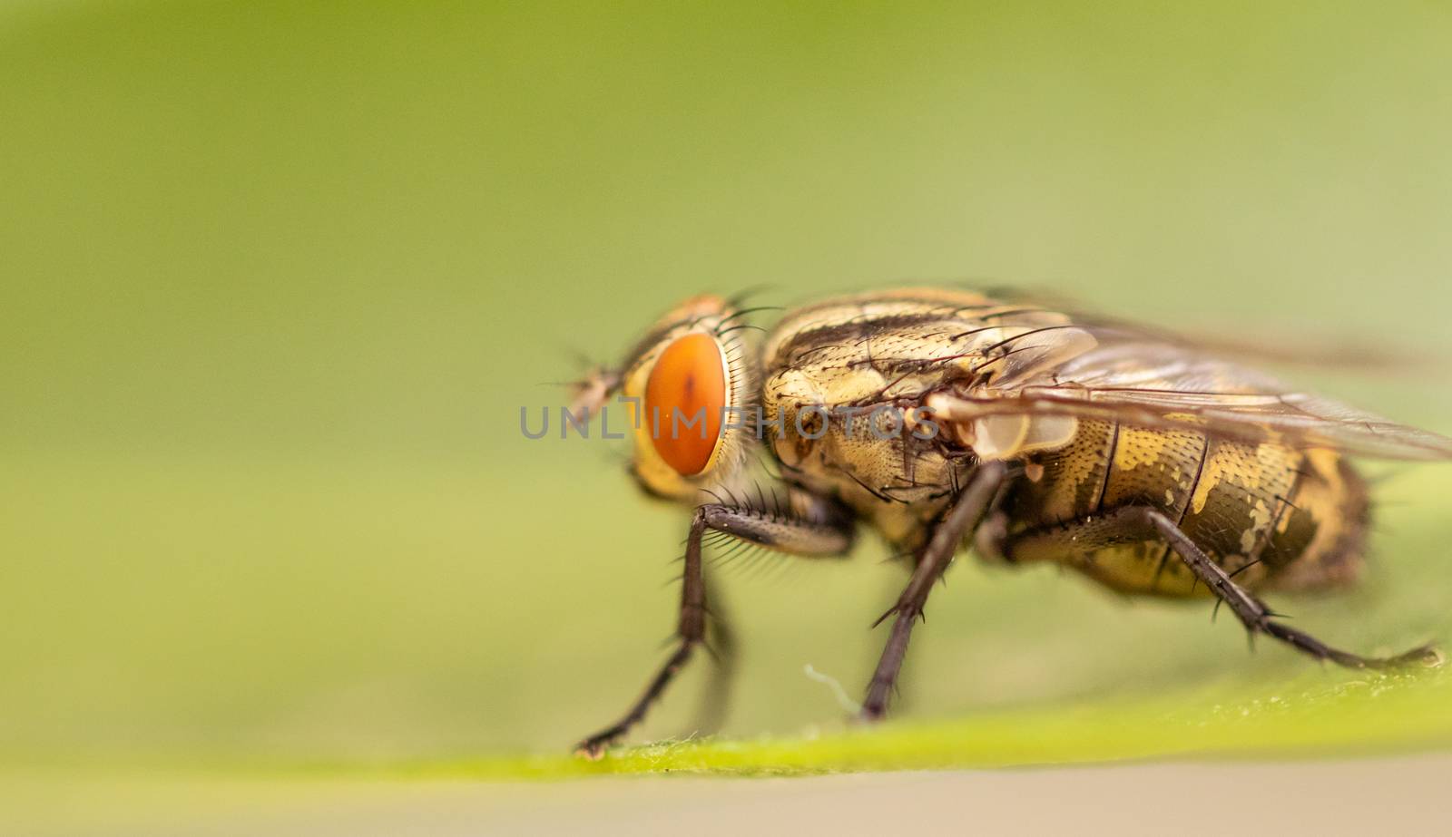 detail of housefly insect on the leaf