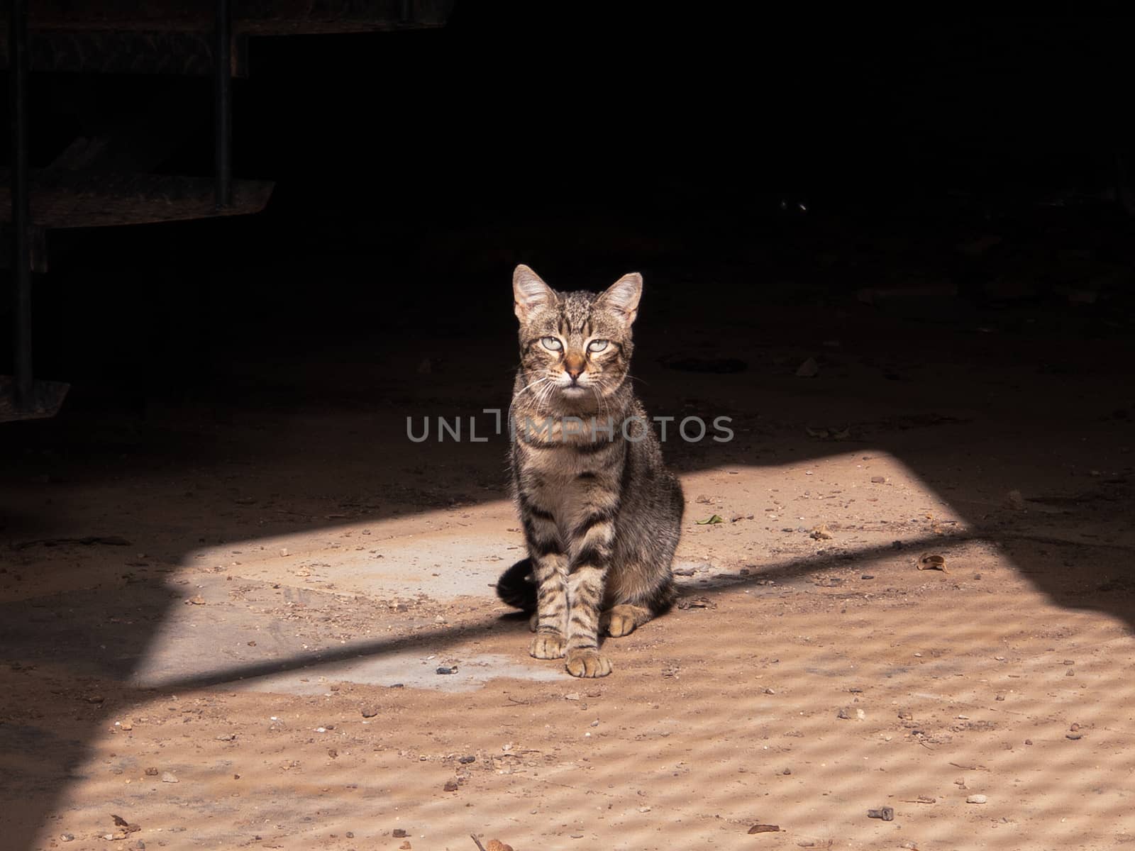 THE CAT IS BEHIND BARS by tomarencibia