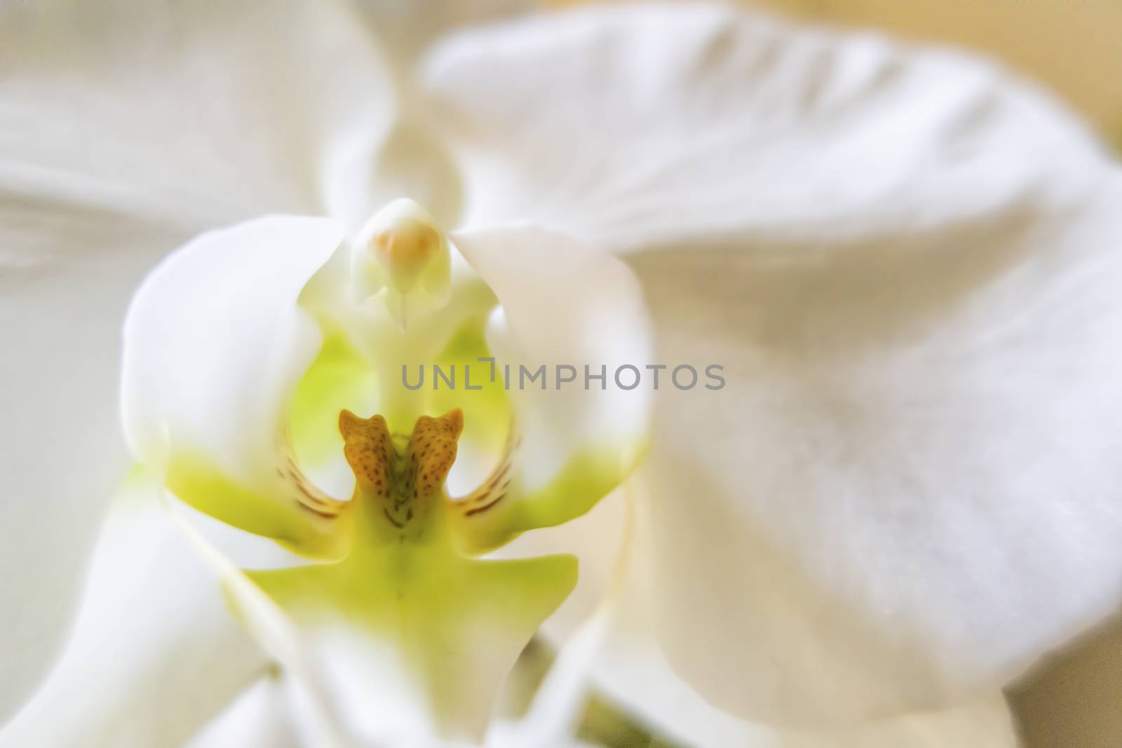 close up white orchid flower