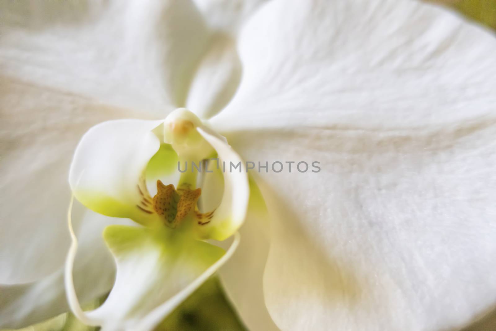 close up white orchid flower