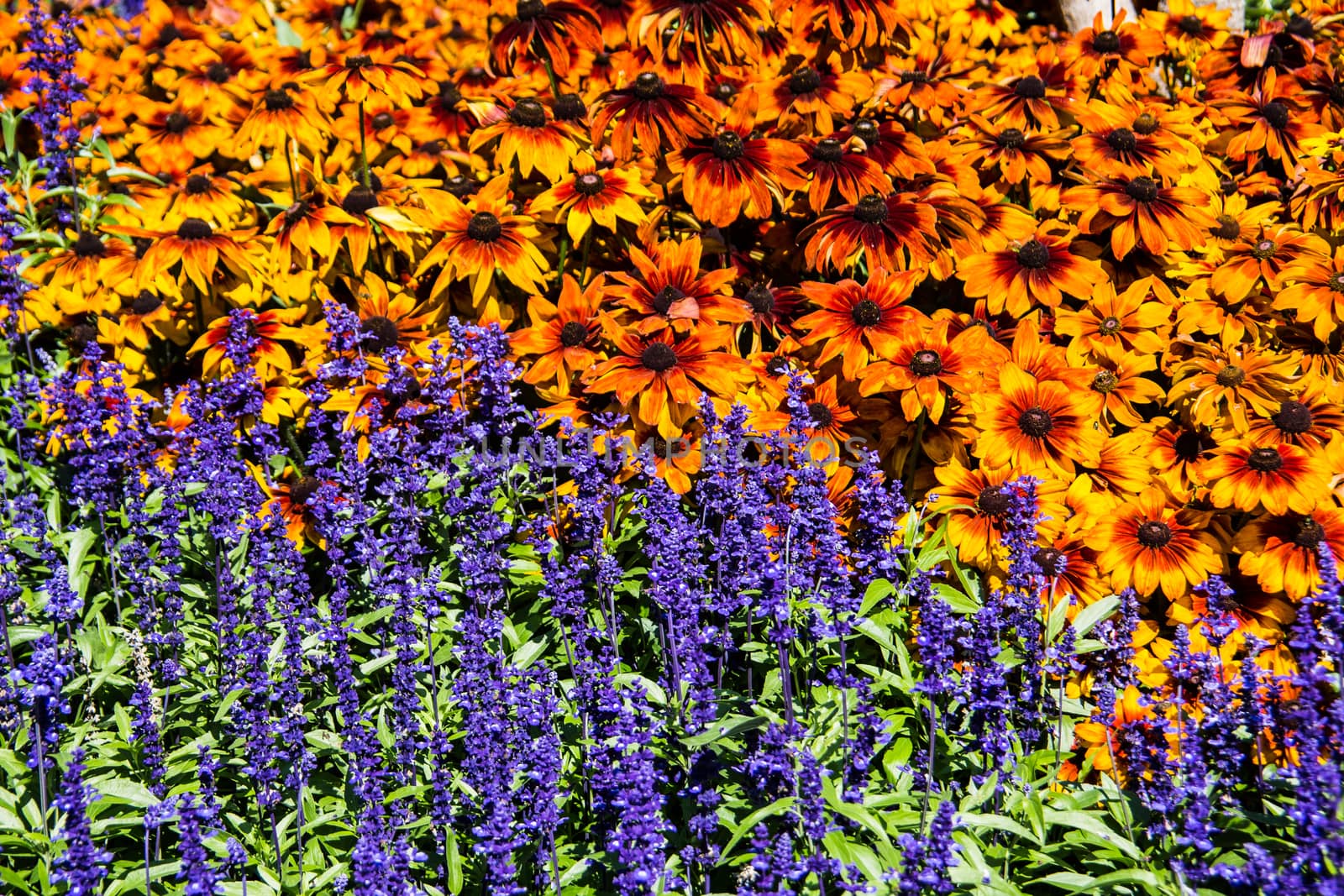 colorful flower bed in a rush of colors