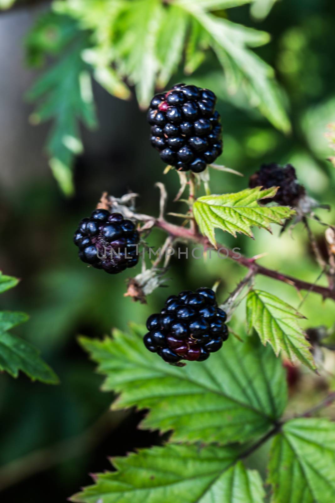 Blackberry bushes with thorns and black fruits by Dr-Lange
