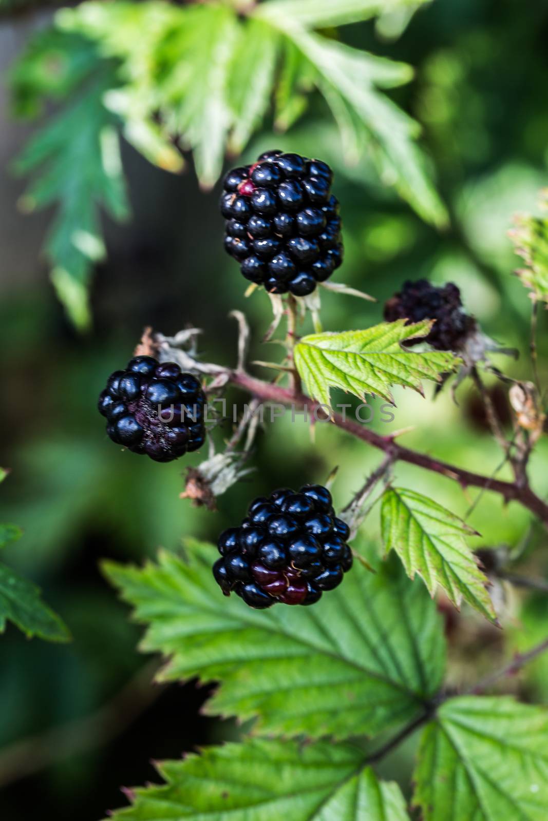 Blackberry bushes with thorns and black fruits