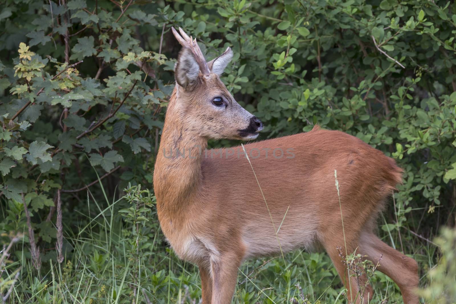Baby deer standing in the meadow in dutch nature