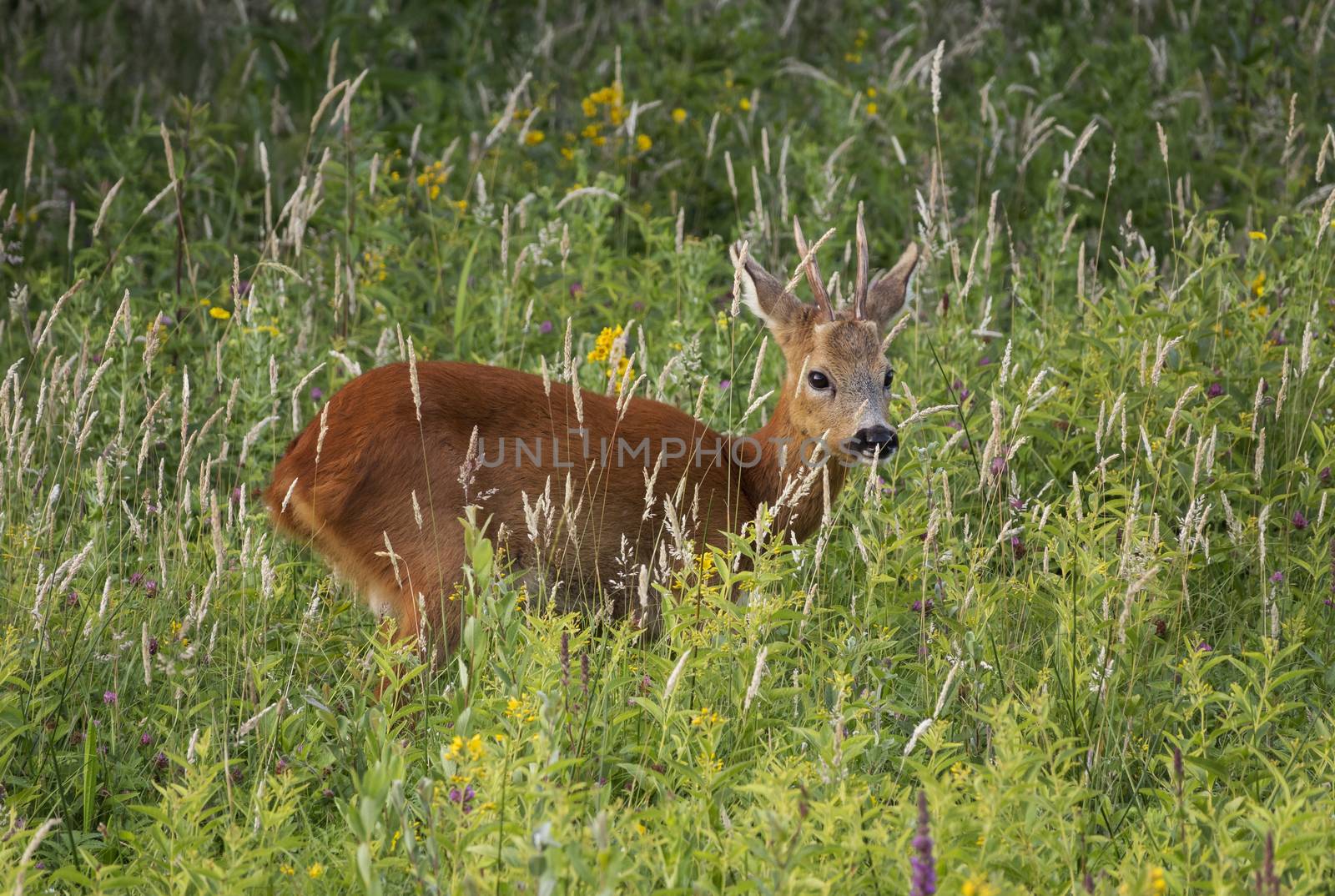 Baby deer standing in the meadow in dutch nature