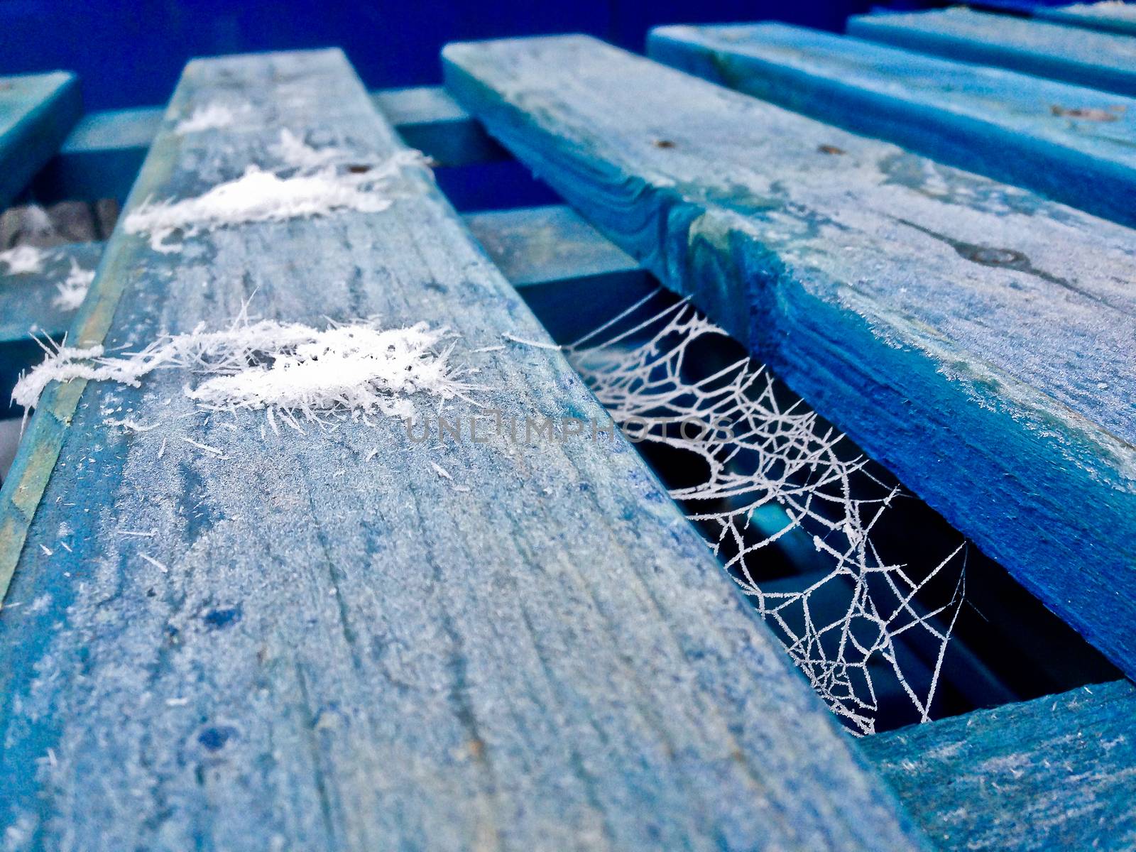 Frozen spider webs on a blue palette.