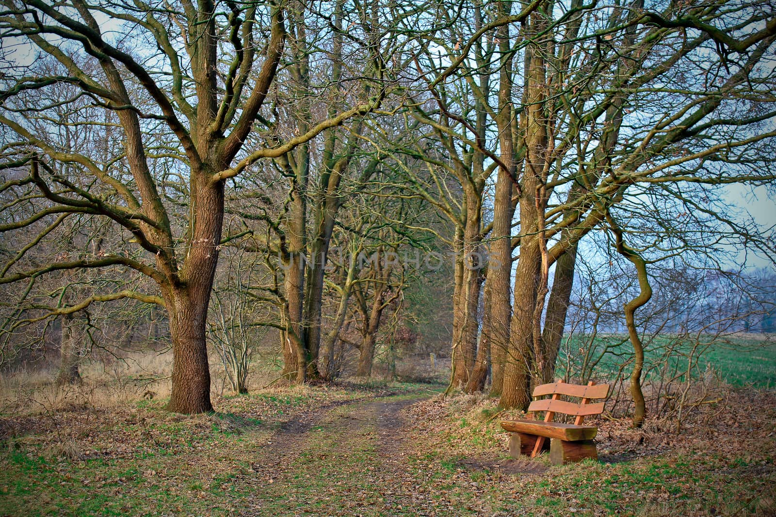 Park bench at the forest edge in the countryside in Niedersachsen, Germany.