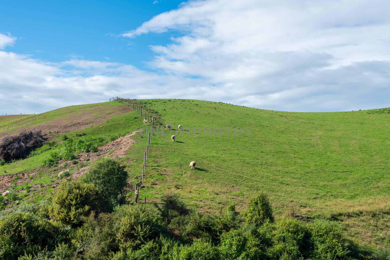 Sheep are grazing on a bright green hill with a blue sky background.