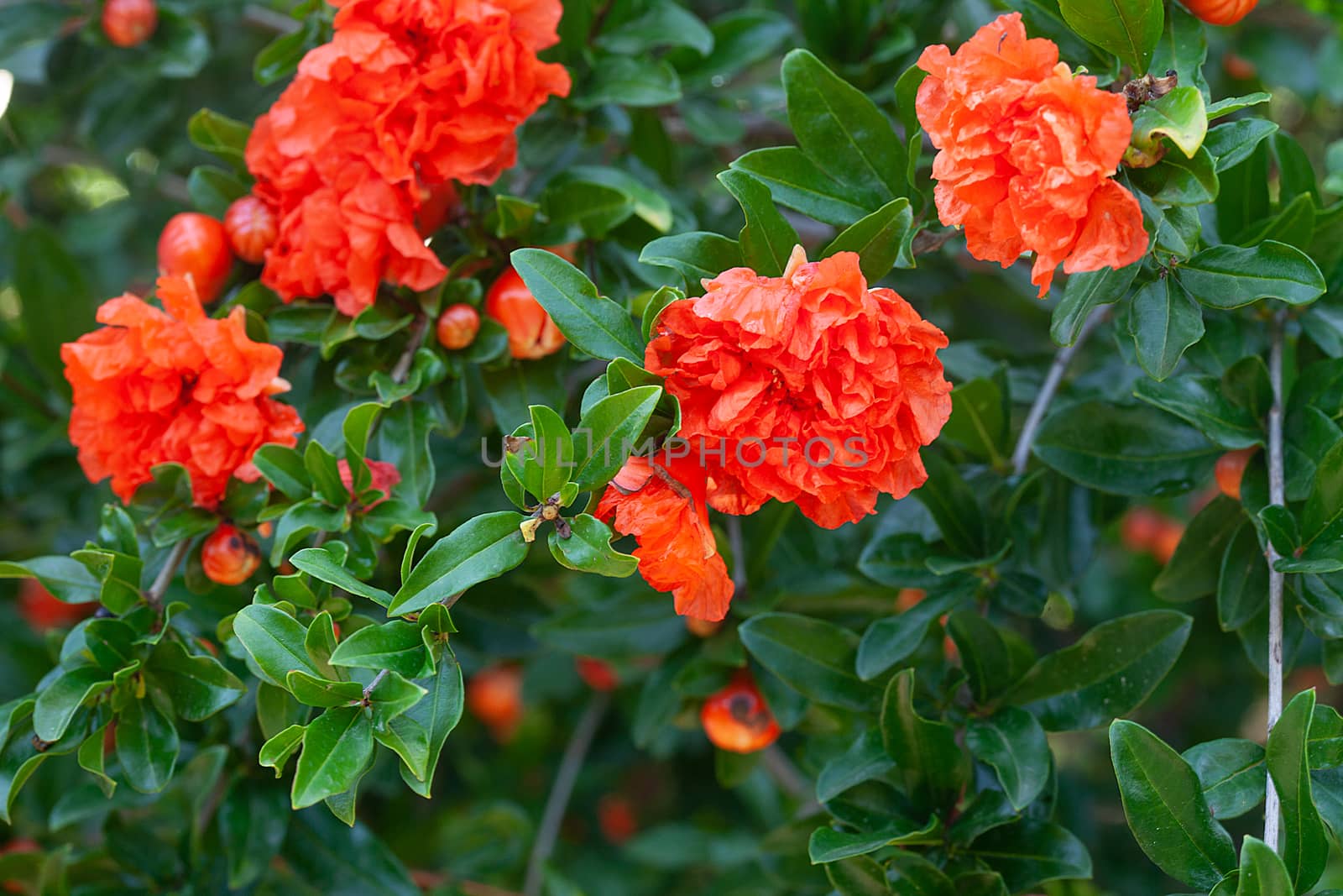 Pomegranate tree in the garden by Angorius