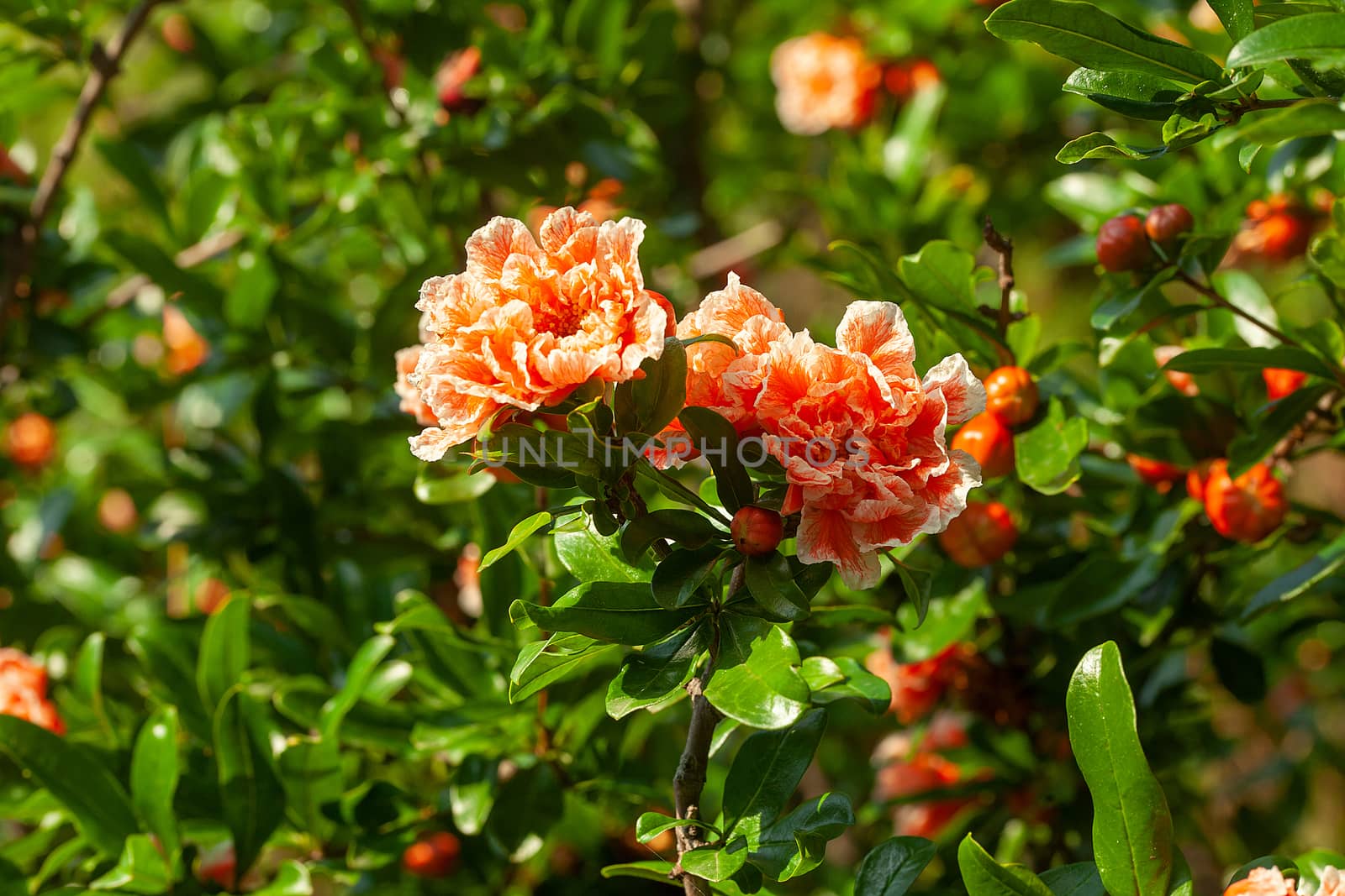 Pomegranate tree in the garden by Angorius