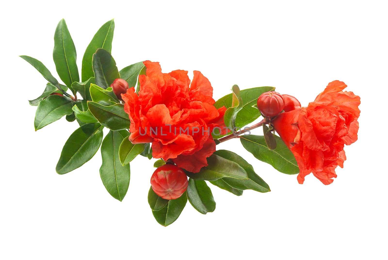 Close-up view of blossoming pomegranate branch on the white