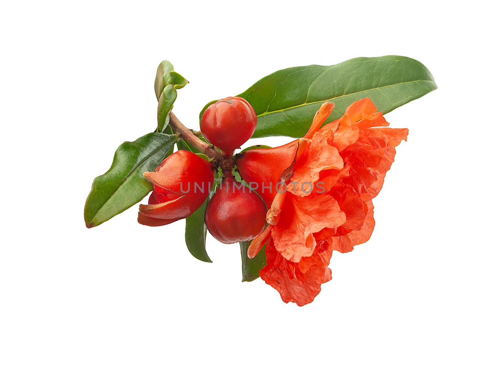 Close-up view of blossoming pomegranate branch on the white