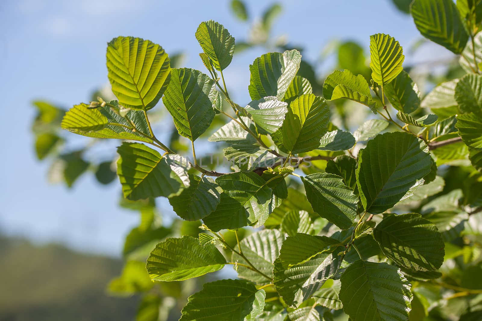 Branch of the elm with green leaves