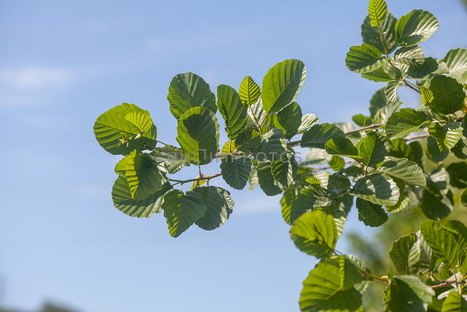 Branch of the elm with green leaves