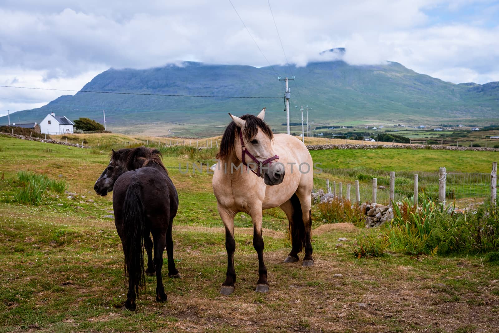 Horses on a farm in county Mayo, near the coast.