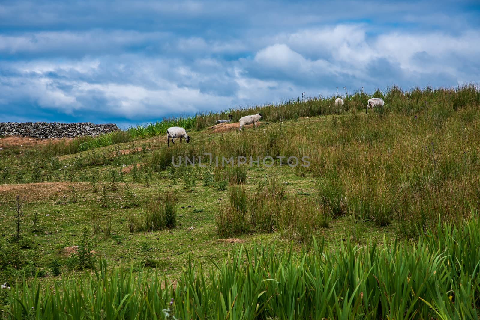 Sheep and goats climbing a hill with tall green grasses and a stone wall toward the top.