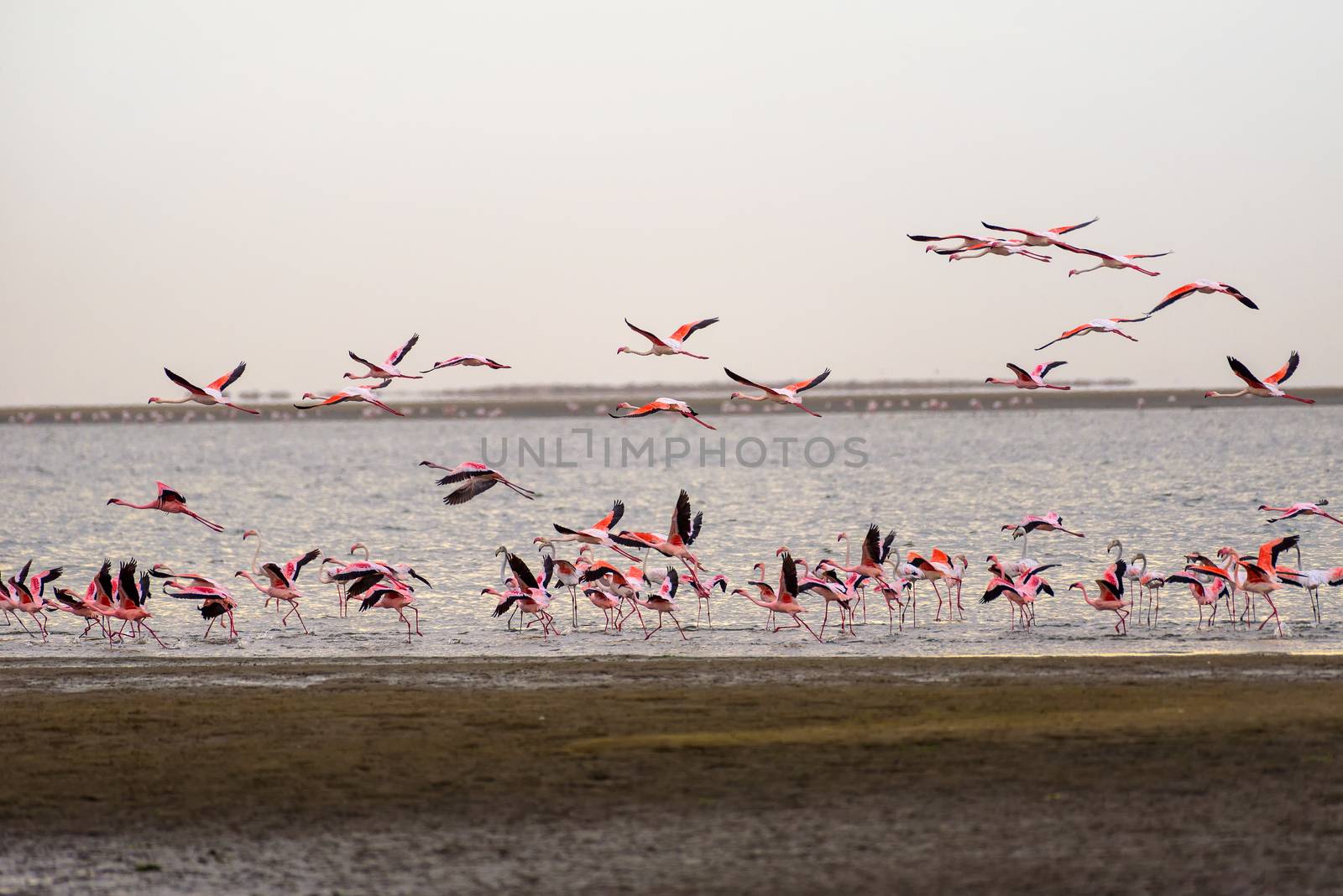 A large flock of pink flamingos in flight over the Atlantic Ocean at Walvis Bay, Namibia.