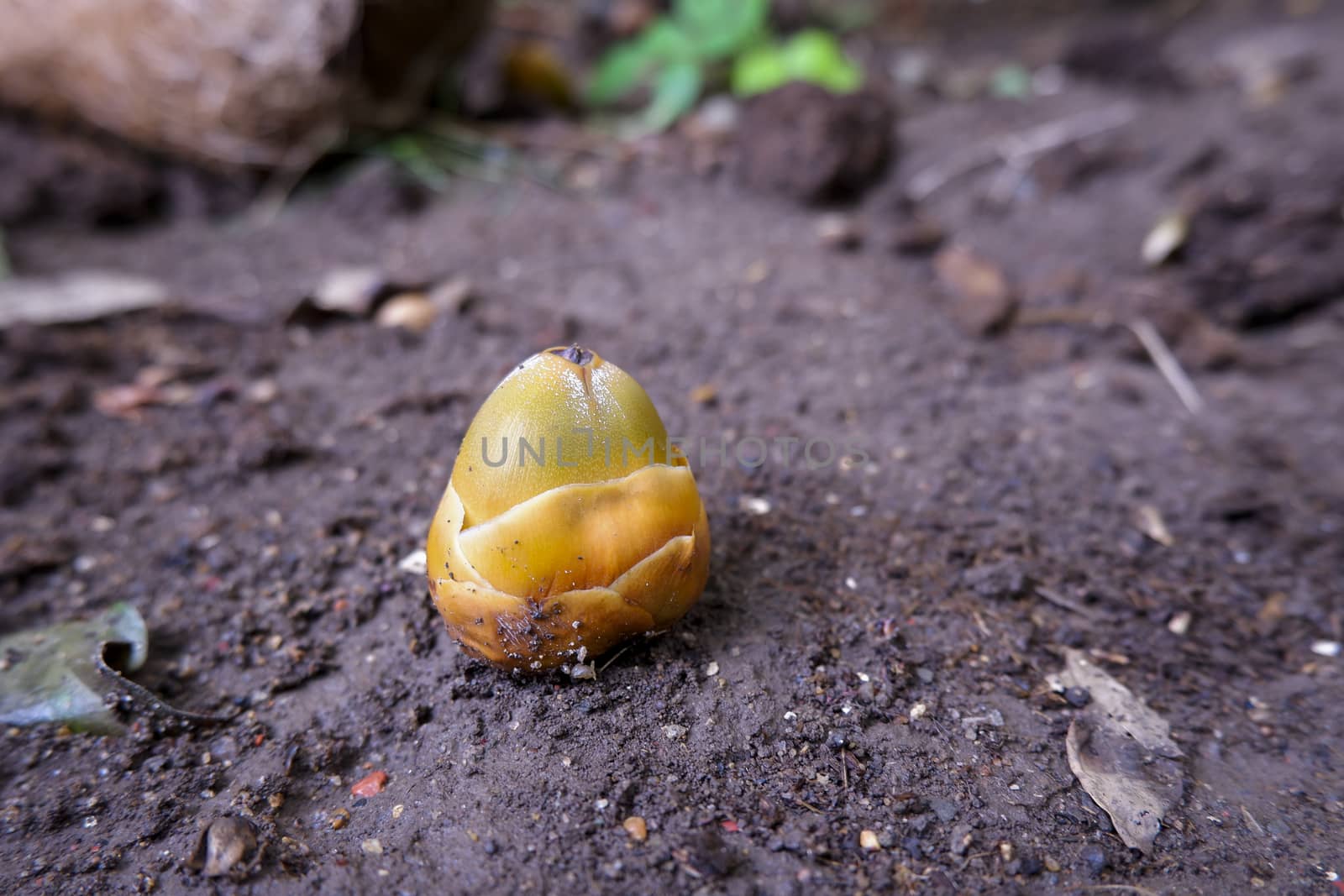 a macro shot of baby coconut in rainy season on soil