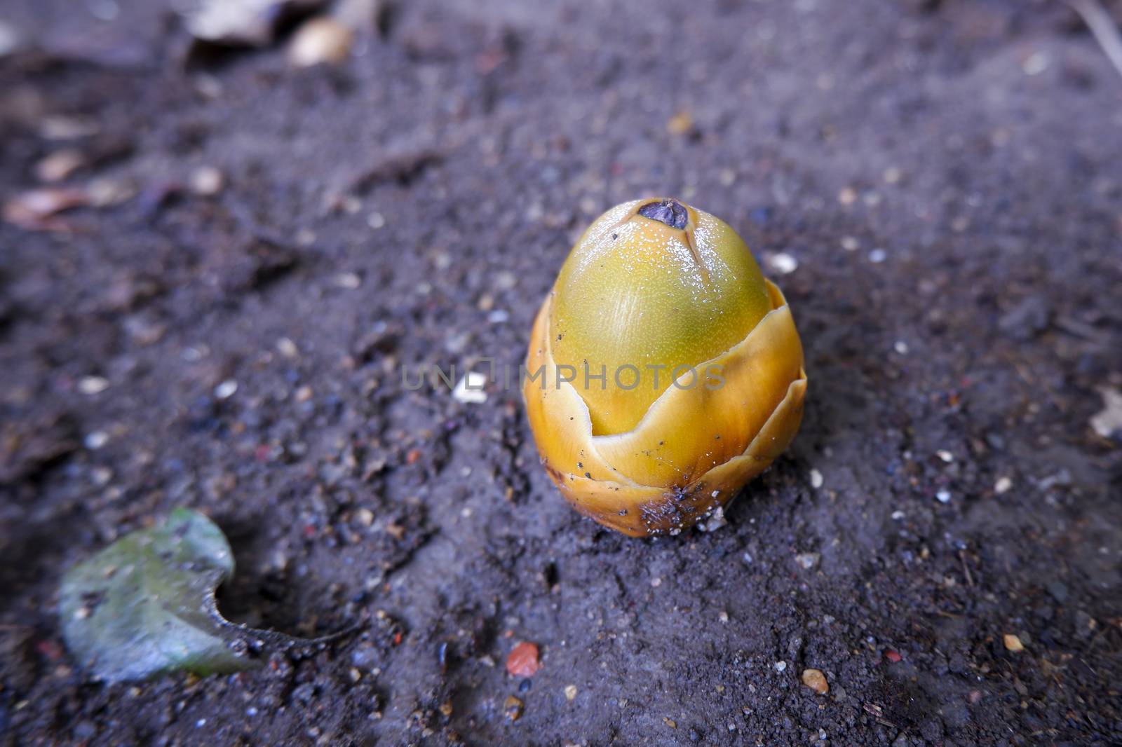 a macro shot of baby coconut in rainy season on ground