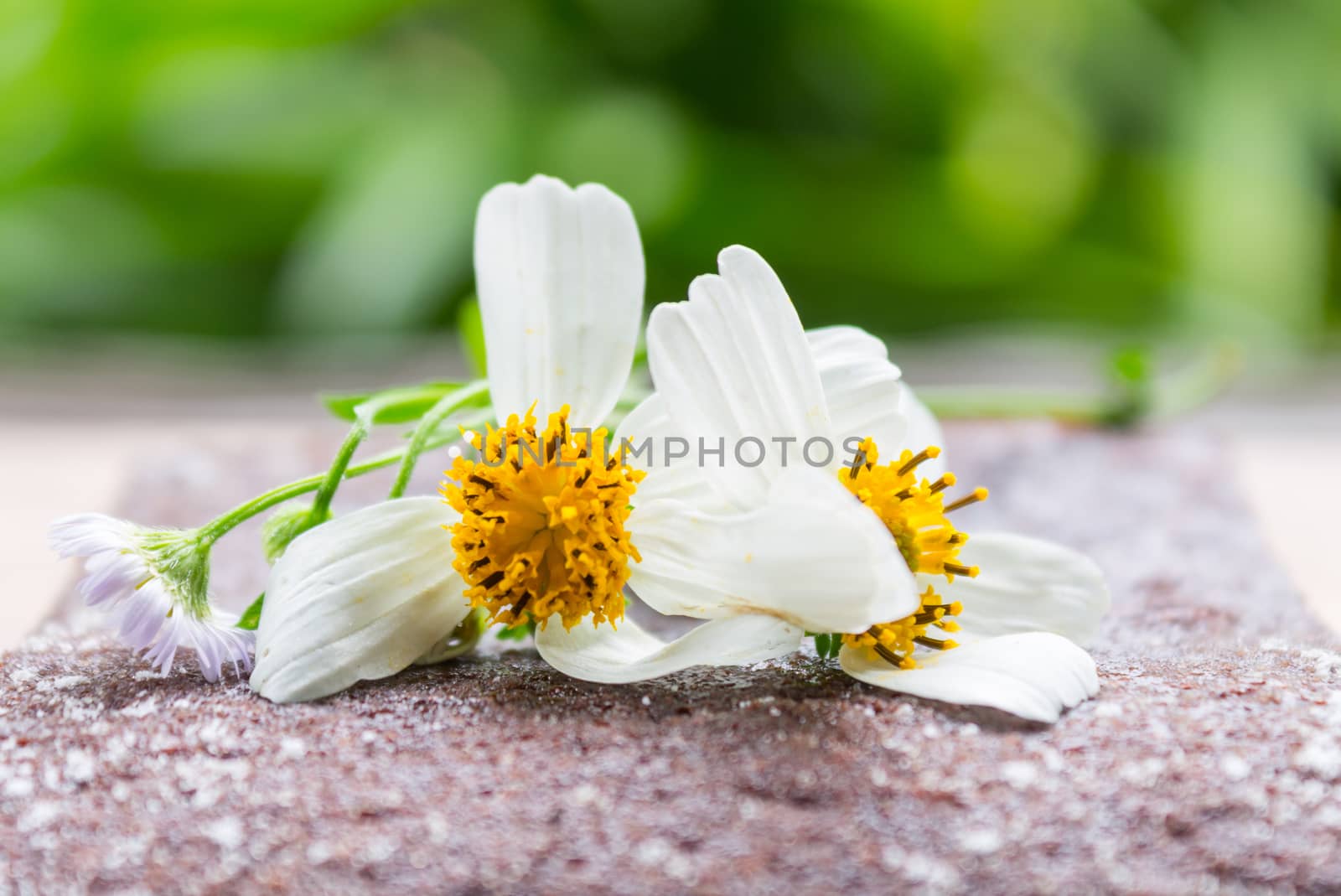 Daisy Flower on Chocolate Brownie Cake on Green Tree Background  by steafpong