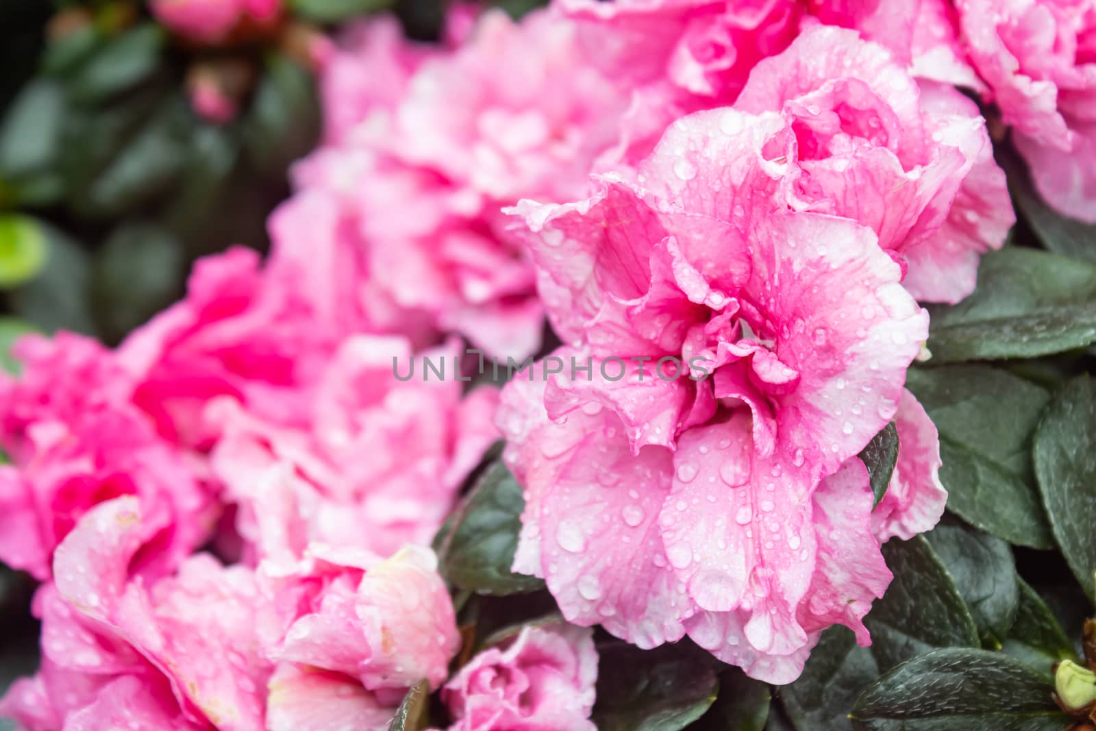 Pink Magenta Azalea Flower and Water Drop in Garden on Right Frame