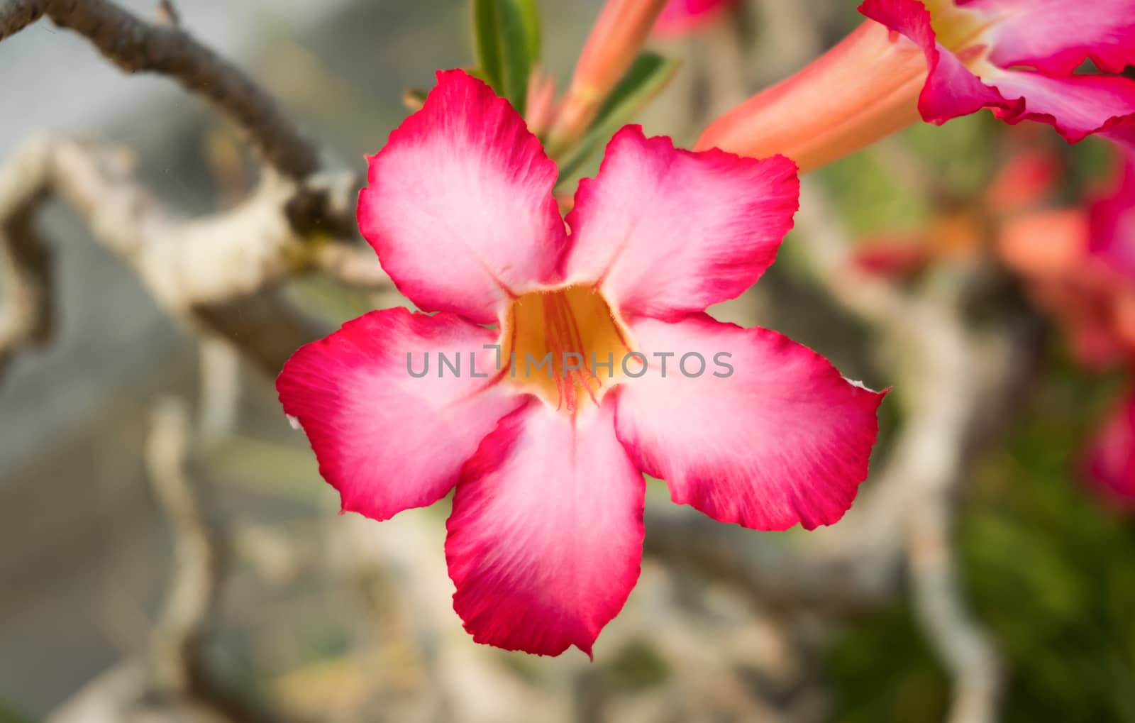 Azalea Flower or Pink Flower Background center frame. Natural Azalea flower backdrop for design