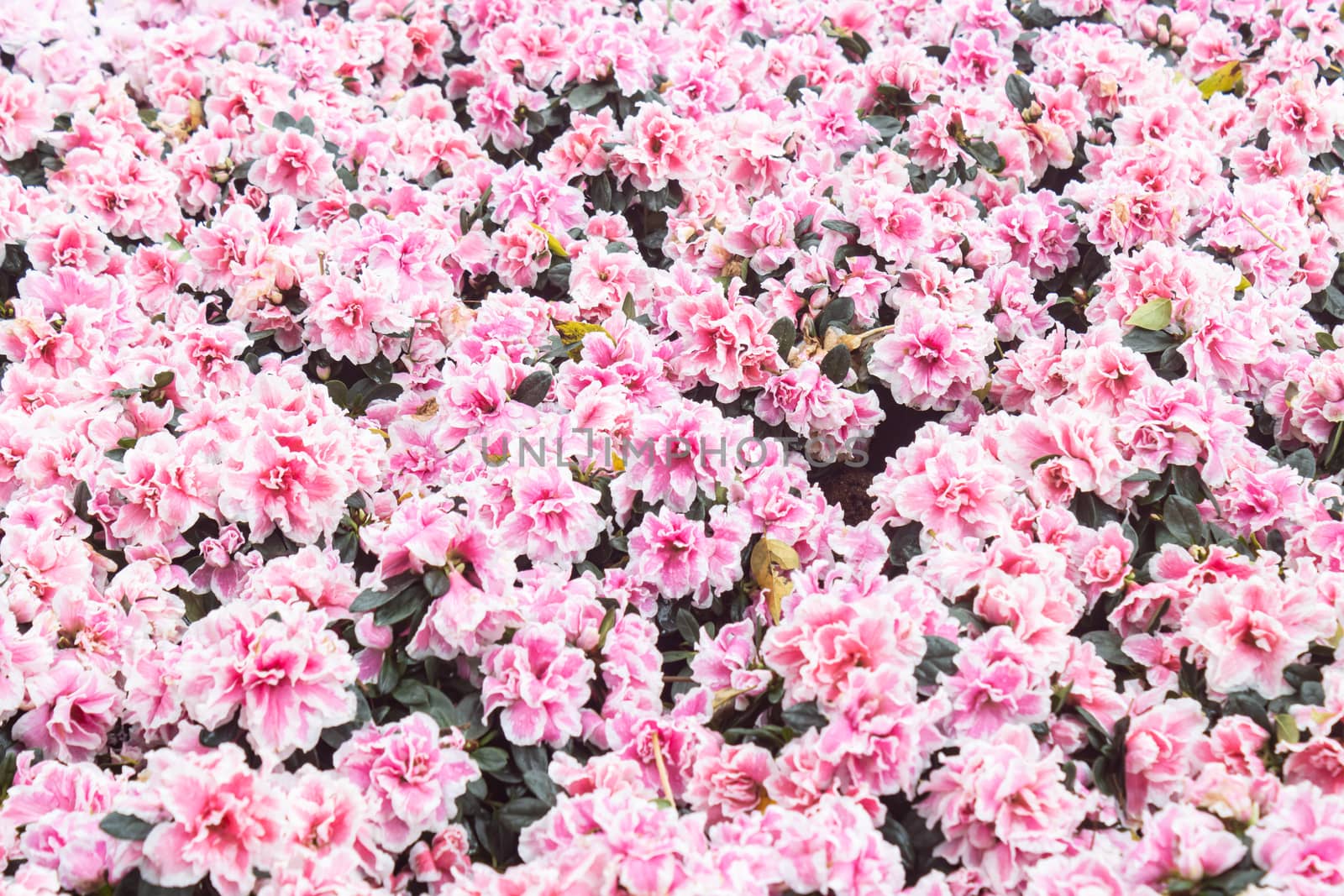 Pink and Magenta Azalea Flower in Garden on Wide Angle View with Natural Light and Green Leaves Background