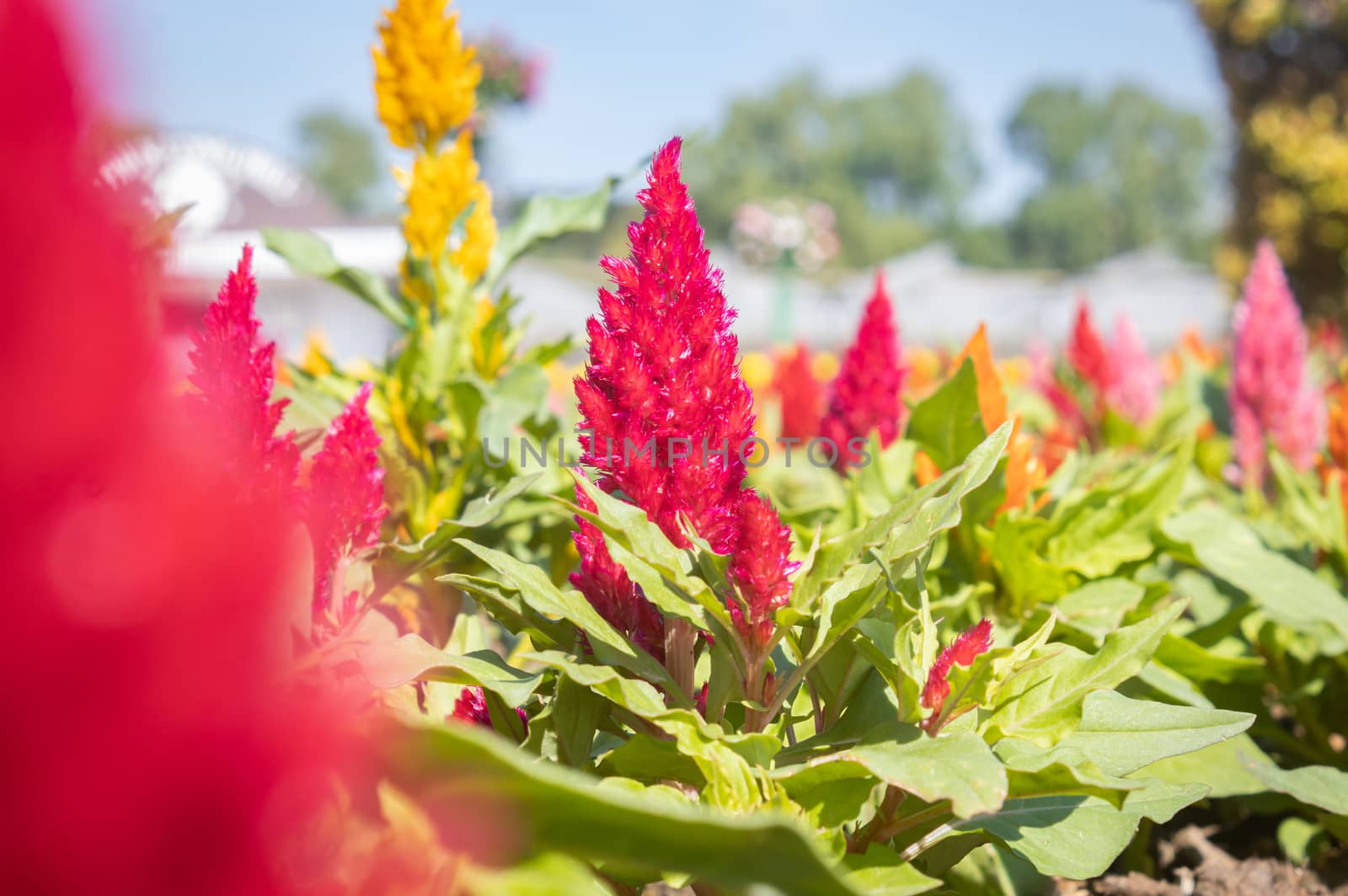 Red Cockscomb Flower or Celosia Argentea in Garden on Center Fra by steafpong