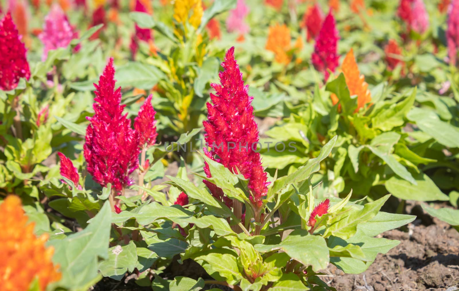 Red Cockscomb Flower or Celosia Argentea with Natural Light and Green Leaves in Garden