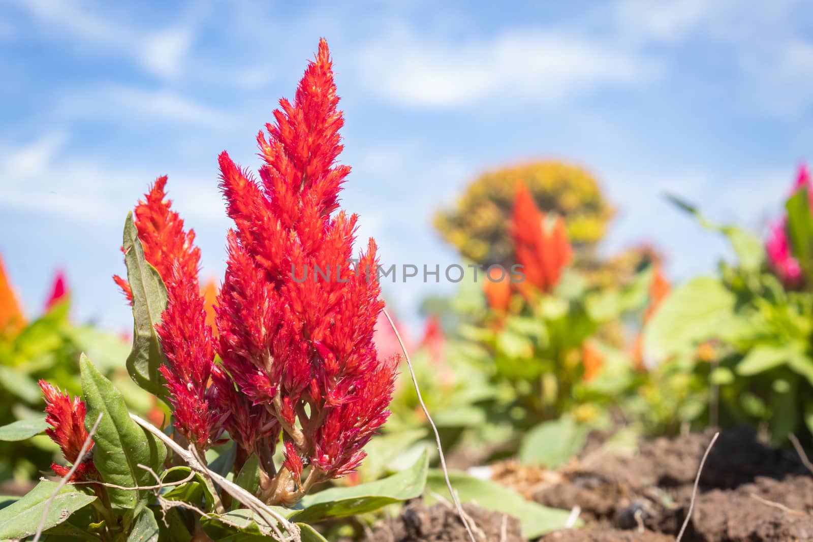 Red Cockscomb Flower or Celosia Argentea on Blue Sky Background  by steafpong