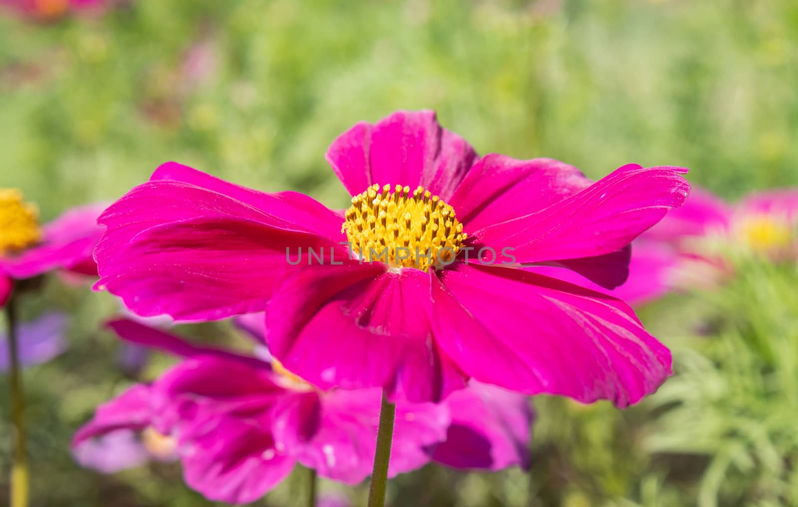 Magenta Cosmos Flower in Garden with Natural Light in Close Up View on Green Leaves Background