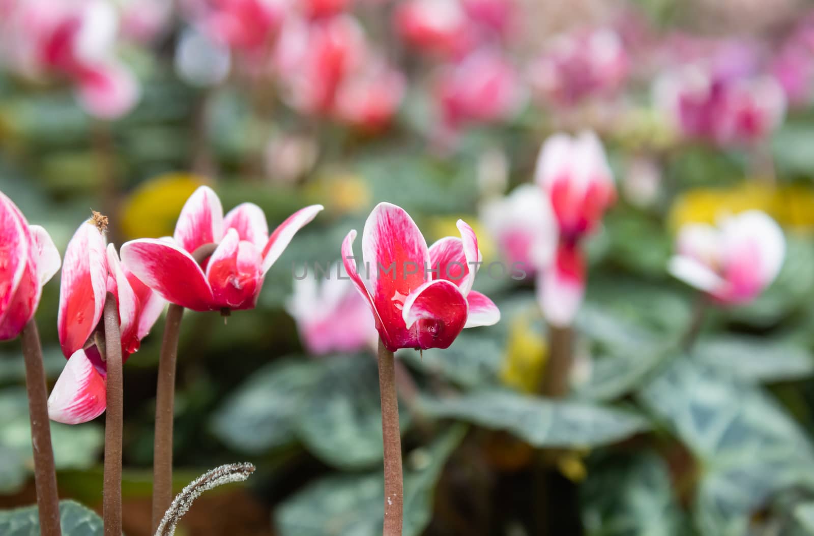 Cyclamen Flower and Water Drop in Garden with Natural Light