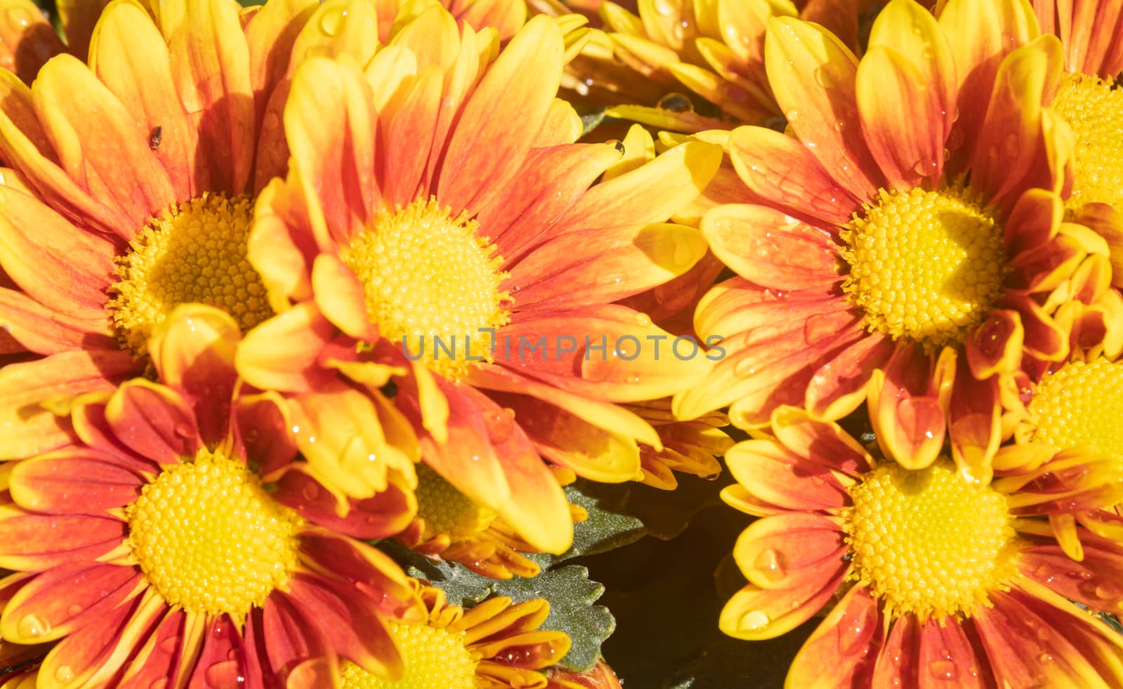 Orange Gerbera Daisy or Gerbera Flower with Water Drop and Natural Light in Garden Background
