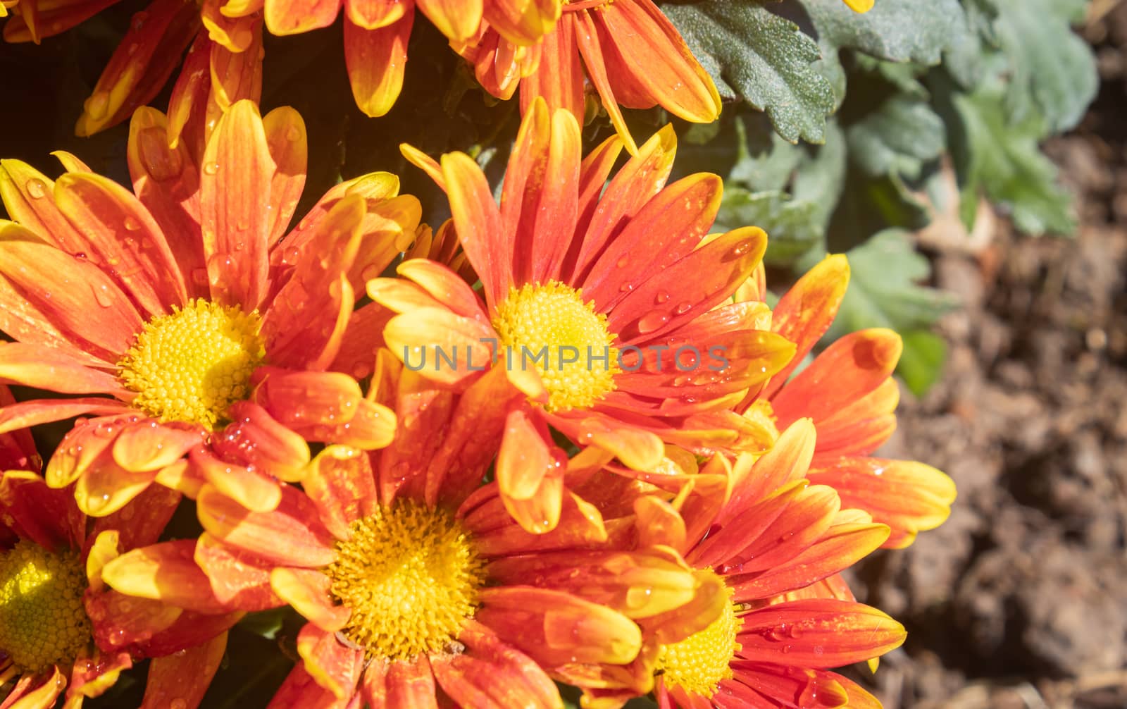 Orange Gerbera Daisy or Gerbera Flower with Water Drop and Natural Light in Garden on Left Frame