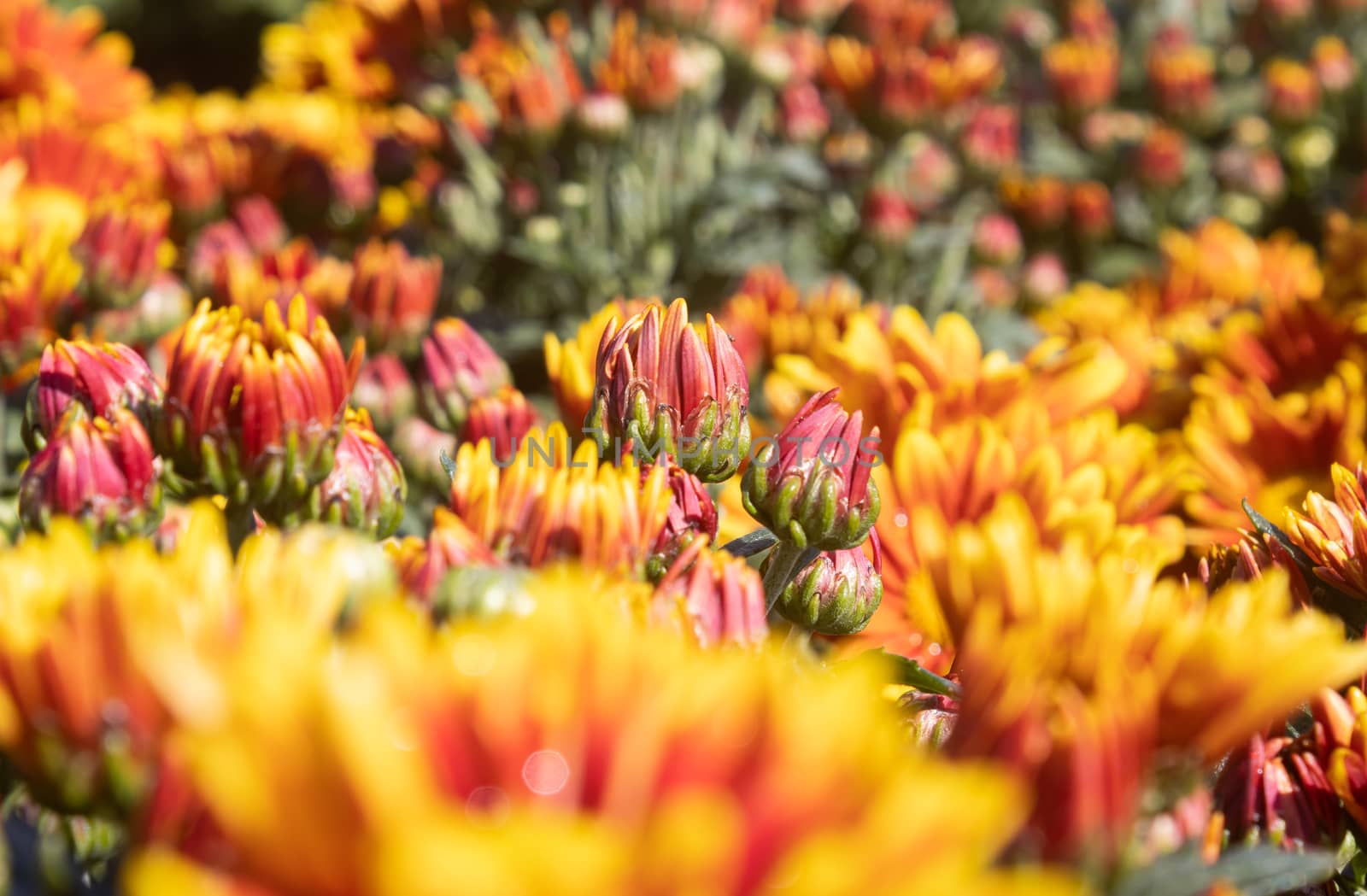 Orange Gerbera Daisy or Gerbera Flower in Garden with Natural Li by steafpong