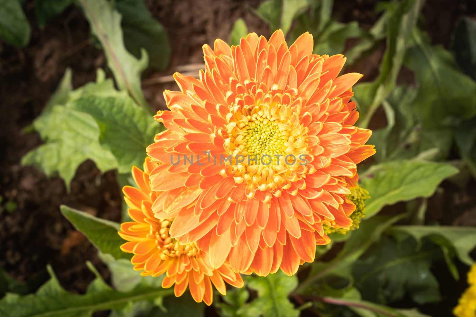 Orange Gerbera Daisy or Gerbera Flower in Garden with Natural Light on Green Leaves Background on Center Frame