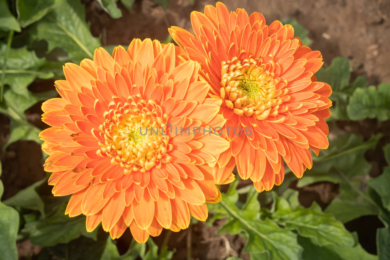 Orange Gerbera Daisy or Gerbera Flower in Garden with Natural Light on Green Leaves Background
