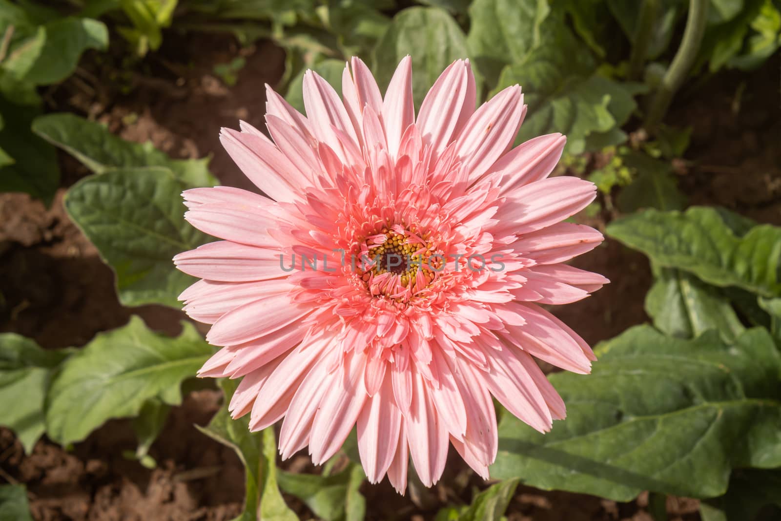 Pink Gerbera Daisy or Gerbera Flower in Garden with Natural Light on Green Leaves Background