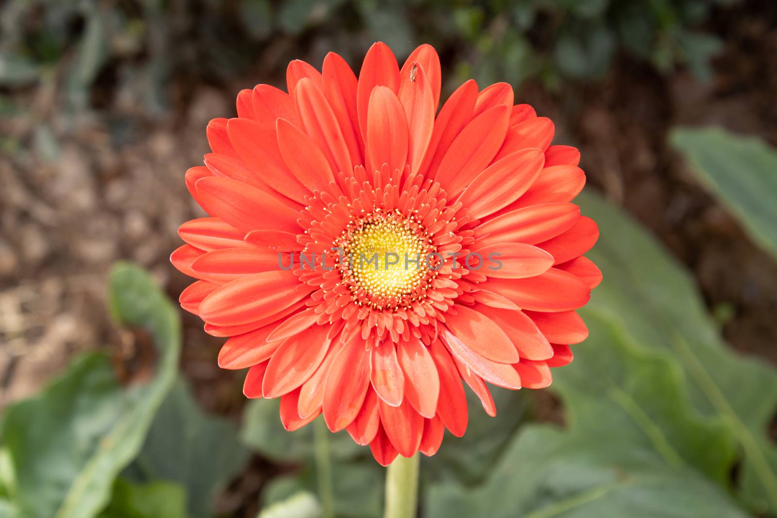 Red Gerbera Daisy or Gerbera Flower in Garden with Natural Light on Green Leaves Background on Center Frame