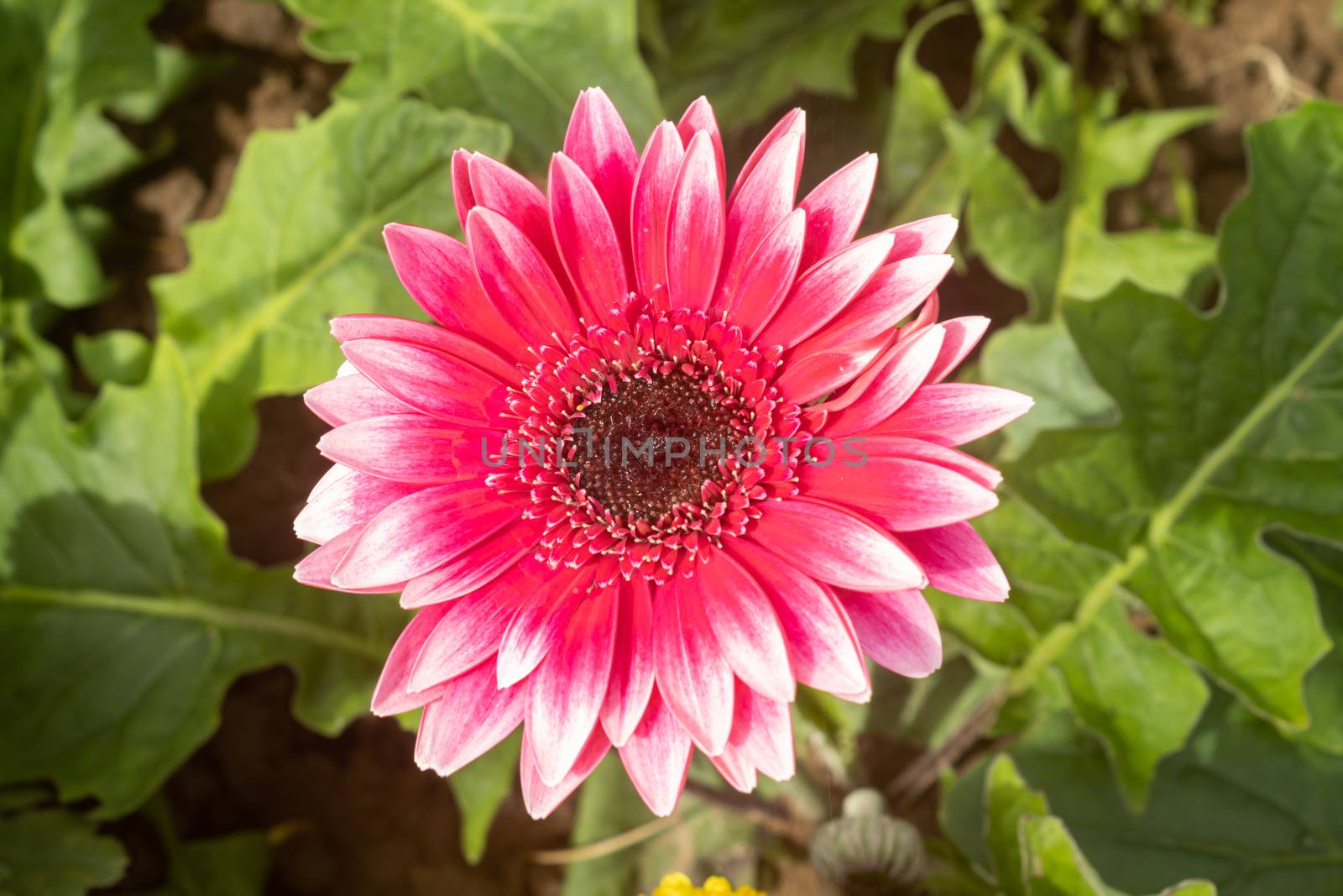 Red Gerbera Daisy or Gerbera Flower on Green Leaves Background by steafpong